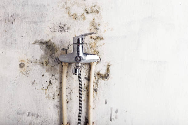 Best Office Mold Removal Services  in Paris, MO