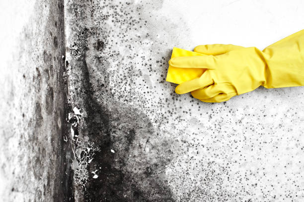 Best Professional Mold Removal  in Paris, MO