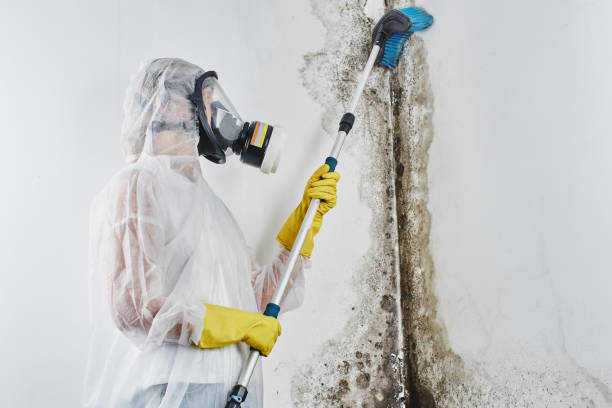 Best Certified Mold Removal  in Paris, MO