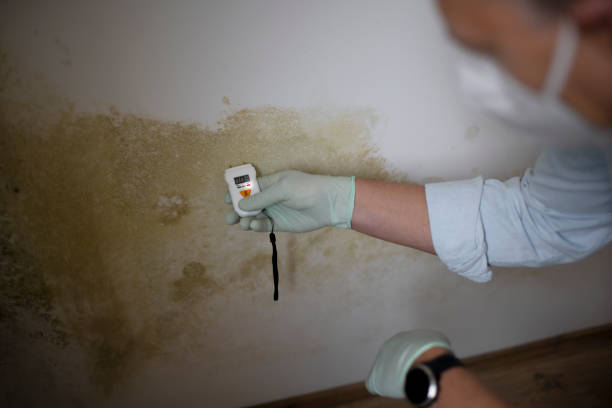 Best Residential Mold Removal  in Paris, MO