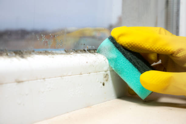 Best Professional Mold Removal  in Paris, MO