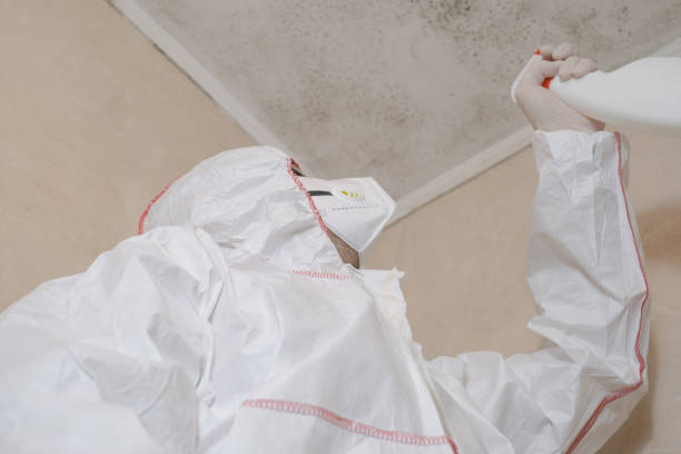 Best Same-Day Mold Removal  in Paris, MO