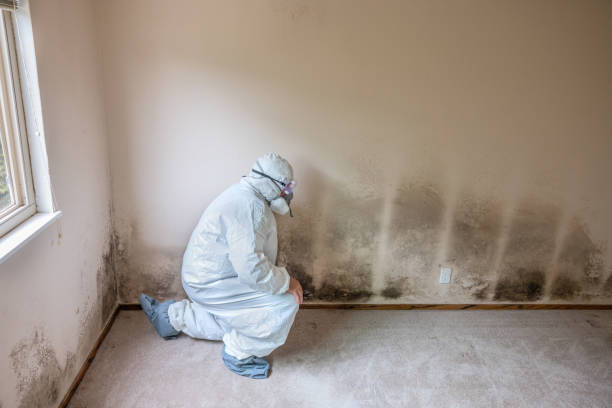 Best Best Mold Removal Companies  in Paris, MO