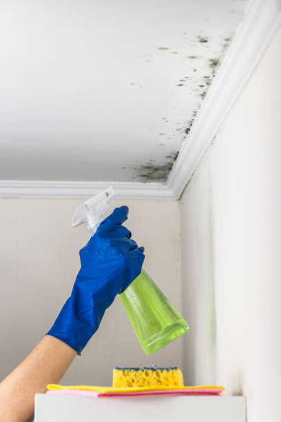 Best Mold Removal Specialists  in Paris, MO